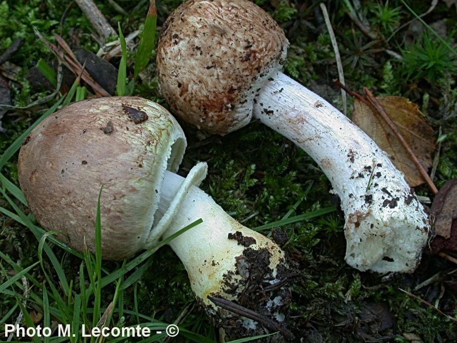 Agaricus porphyrizon