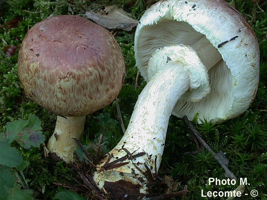 Agaricus porphyrizon