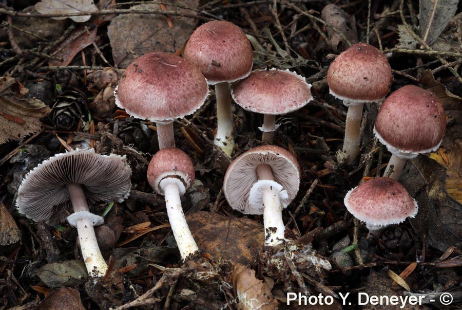 Agaricus purpurellus