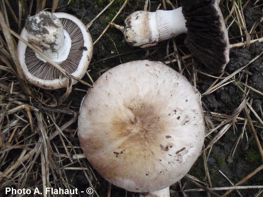 Agaricus romagnesii