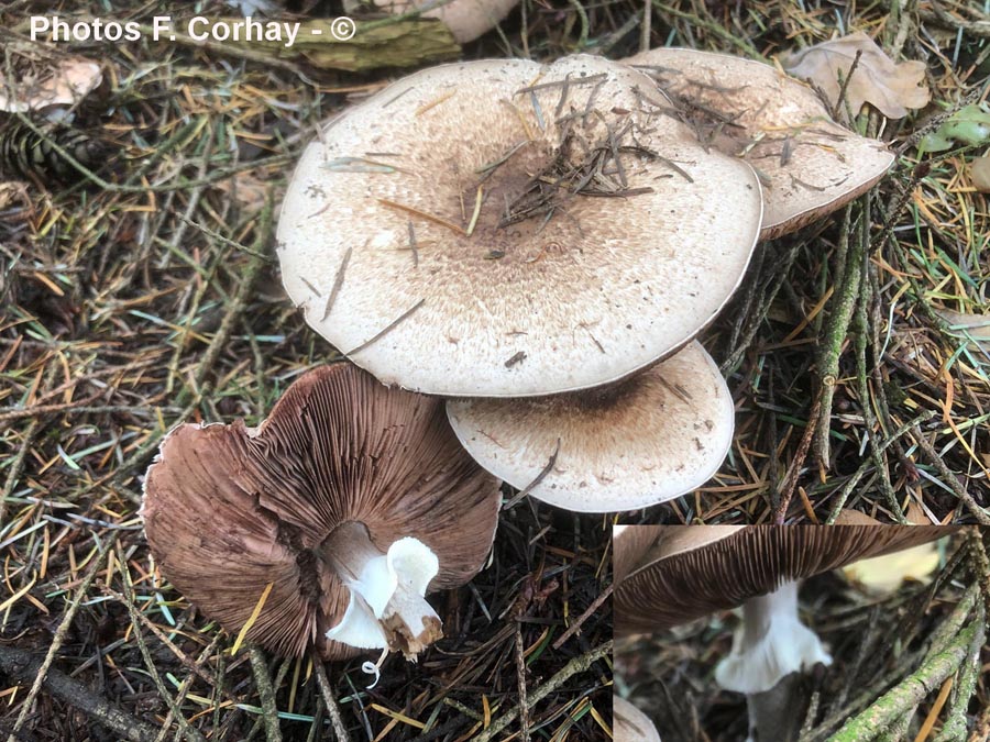 Agaricus romagnesii