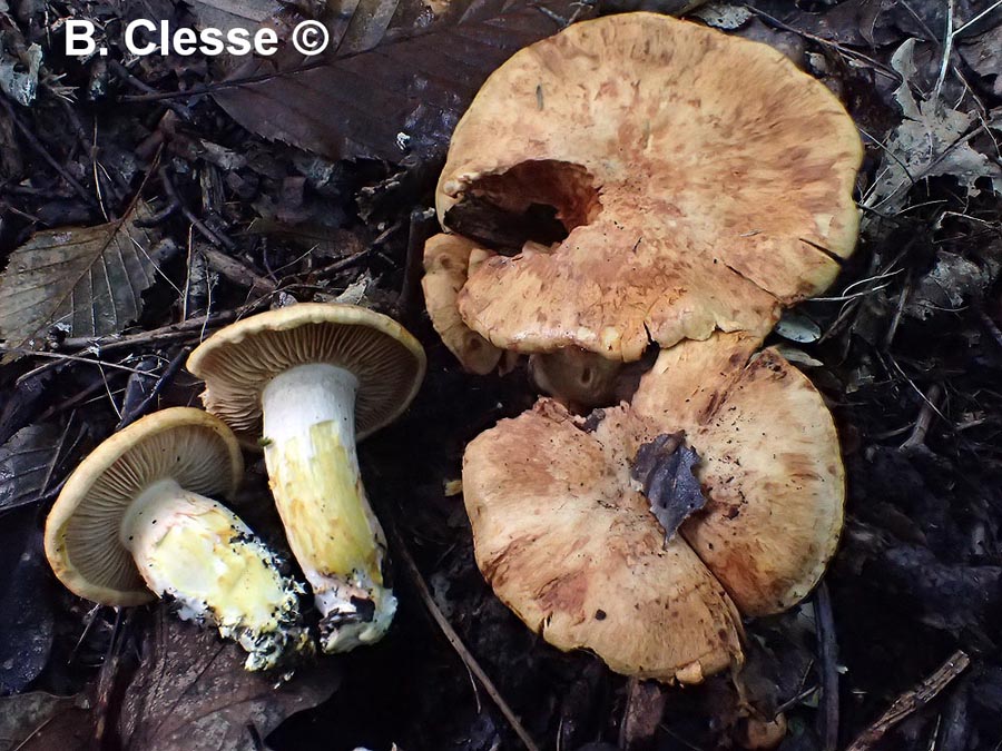 Agaricus rubicundulus (Cystinarius rubicundulus)