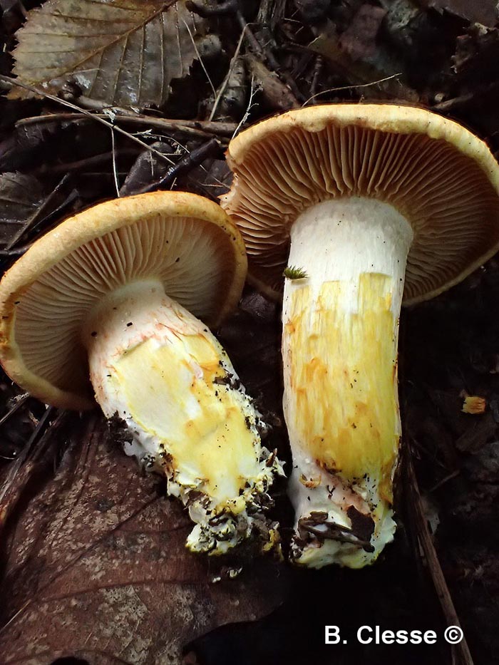 Agaricus rubicundulus (Cystinarius rubicundulus)