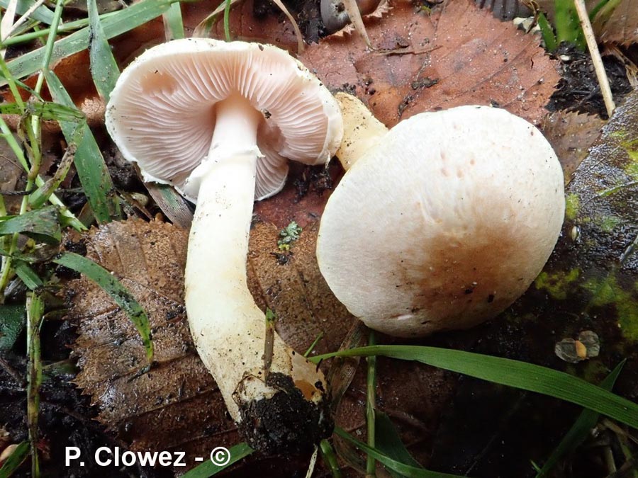 Agaricus semotus