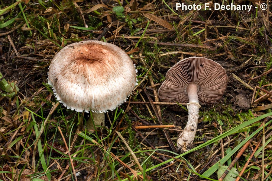 Agaricus semotus