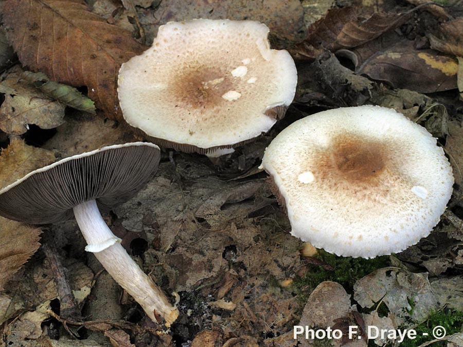 Agaricus semotus