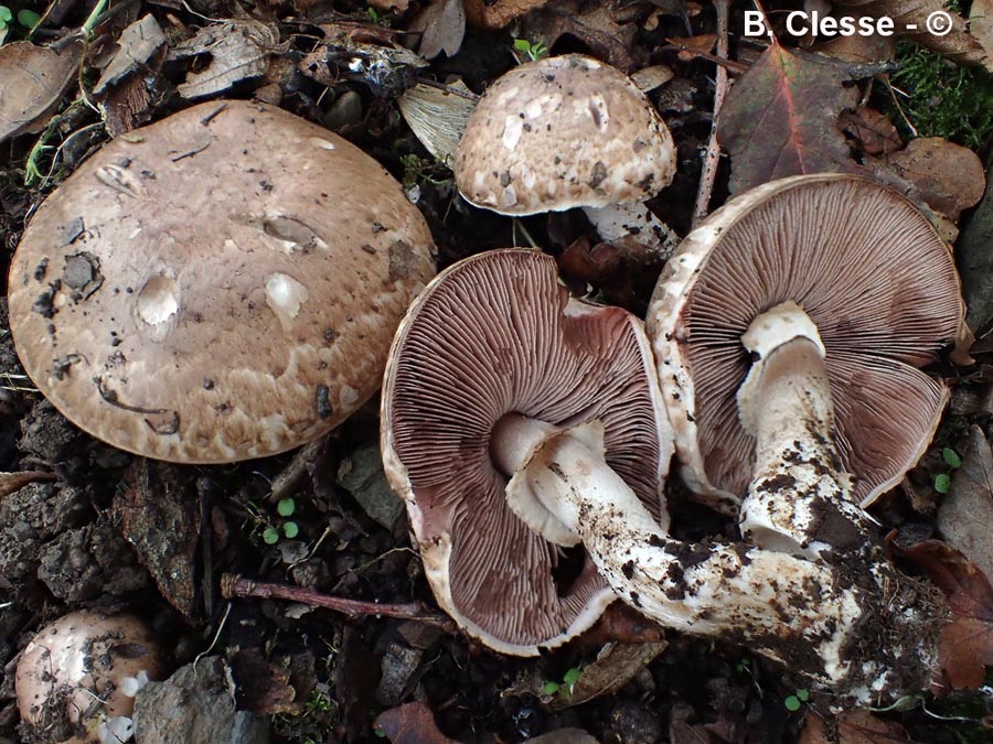 Agaricus sylvaticus