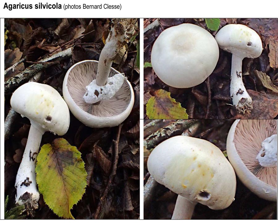 Agaricus sylvicola