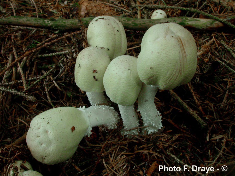 Agaricus sylvicola