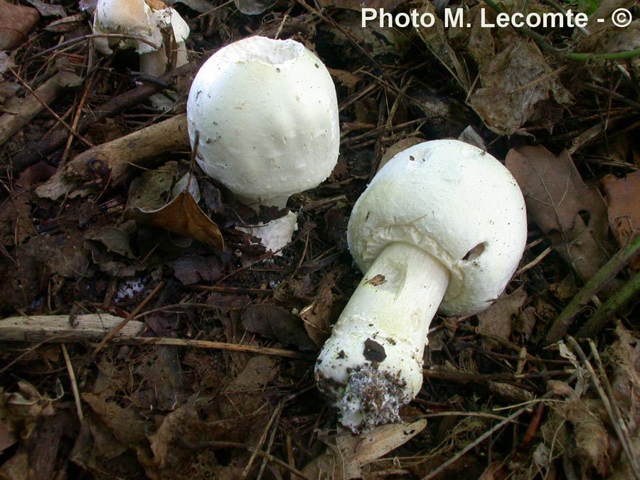 Agaricus sylvicola