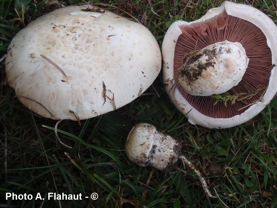 Agaricus spissicaulis