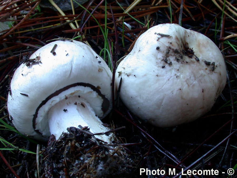 Agaricus spissicaulis