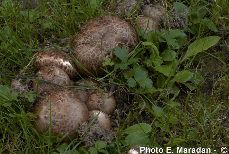 Agaricus subperonatus