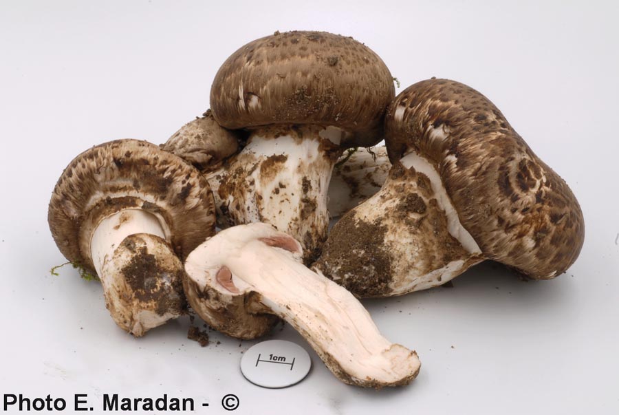 Agaricus subperonatus