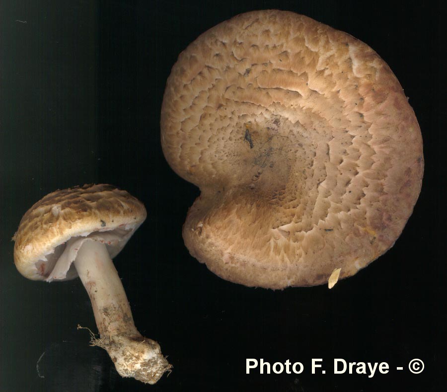 Agaricus sylvaticus