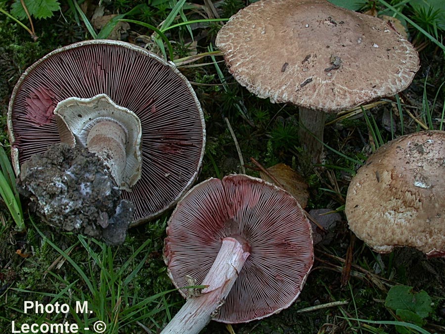 Agaricus sylvaticus