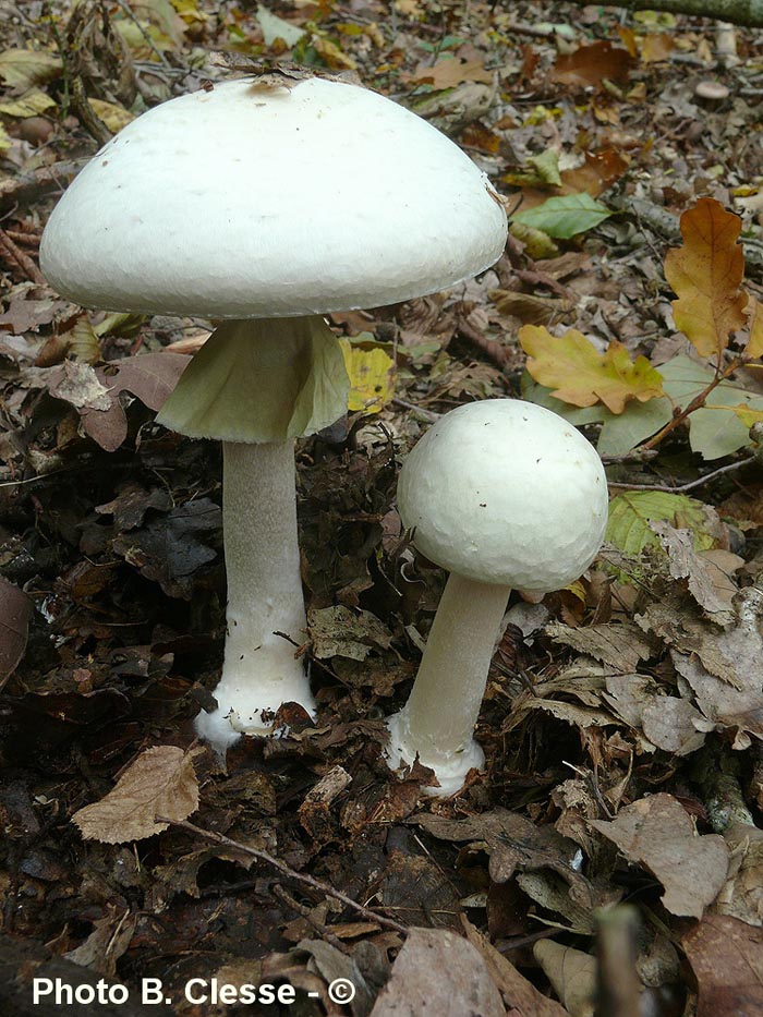 Agaricus sylvicola