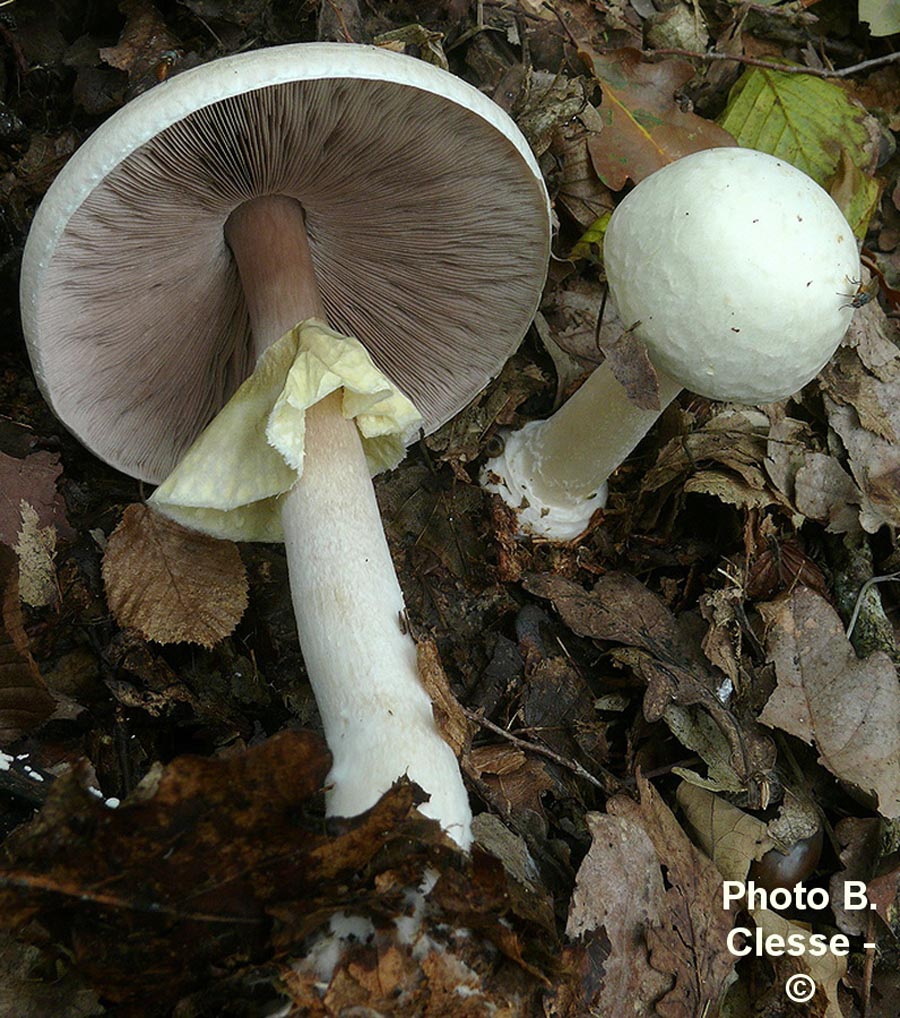 Agaricus sylvicola