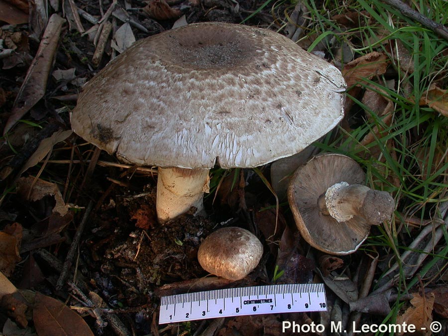 Agaricus variegans