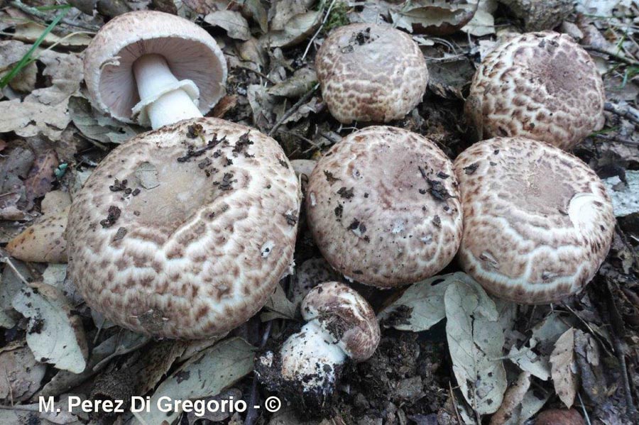 Agaricus variegans