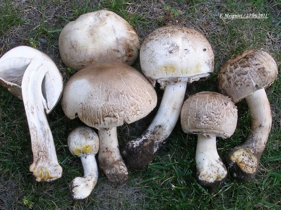 Agaricus xanthoderma var. lepiotoides