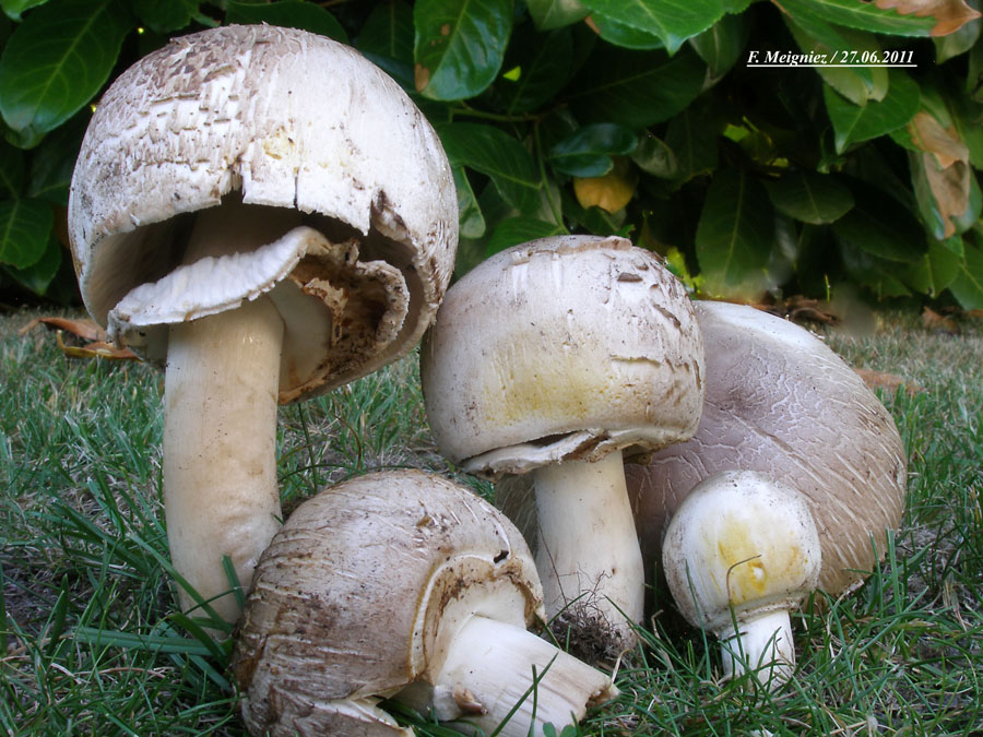 Agaricus xanthoderma var. lepiotoides