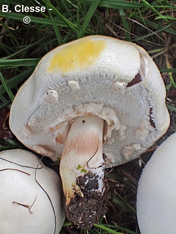 Agaricus xanthodermus