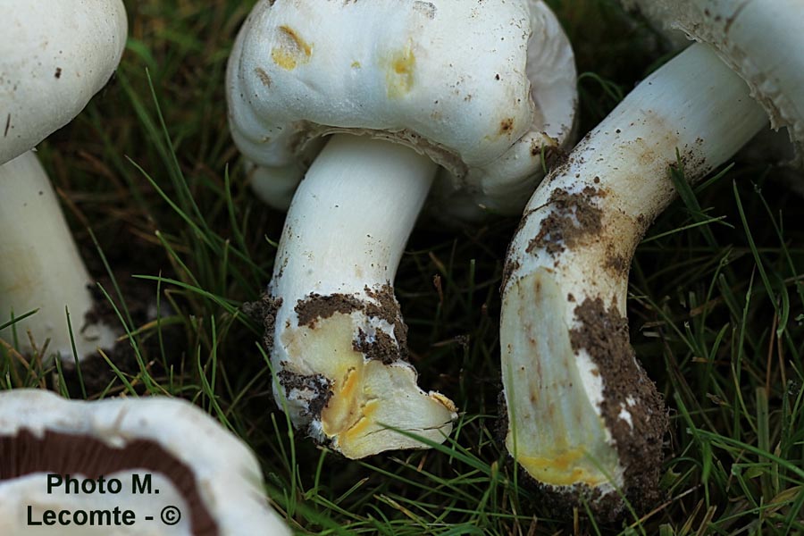 Agaricus xanthoderma