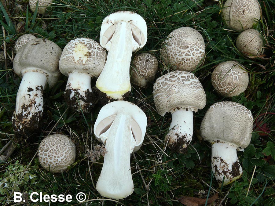 Agaricus xanthodermus