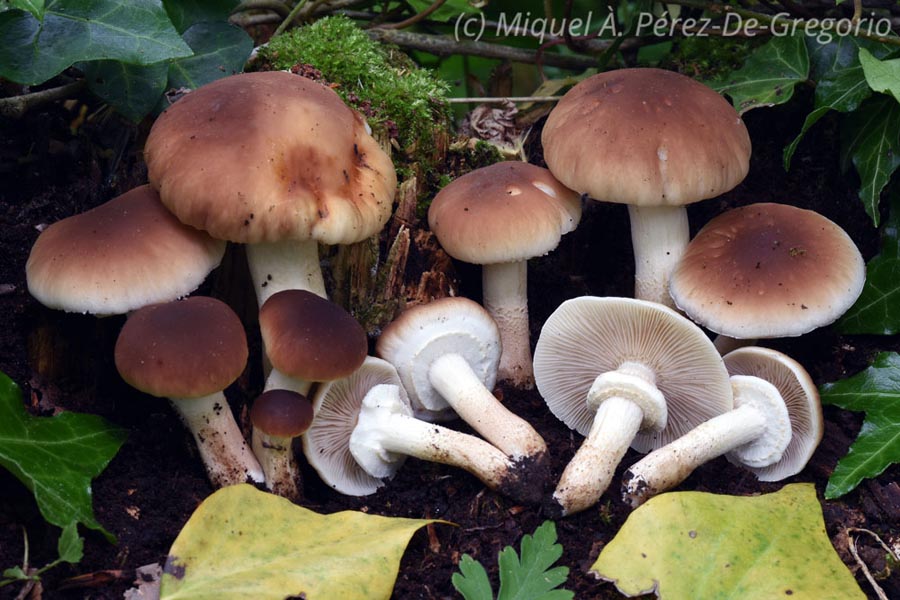 Agrocybe aegerita (Cyclocybe aegerita)