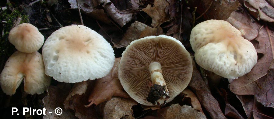 Agrocybe aegerita (Cyclocybe aegerita)