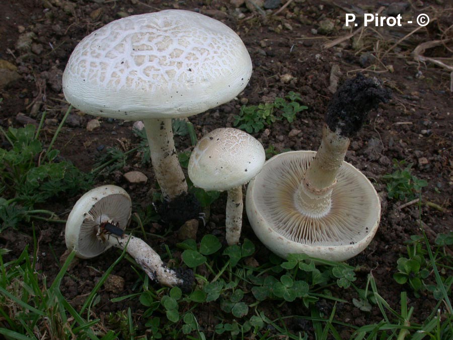 Agrocybe aegerita (Cyclocybe aegerita)