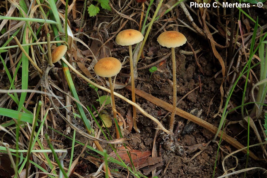 Agrocybe arvalis