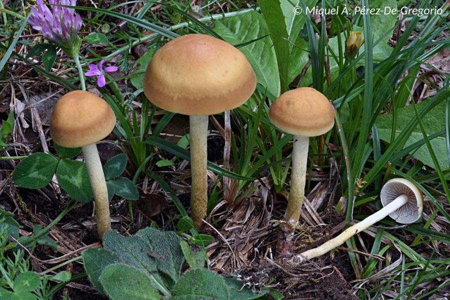 Agrocybe arvalis