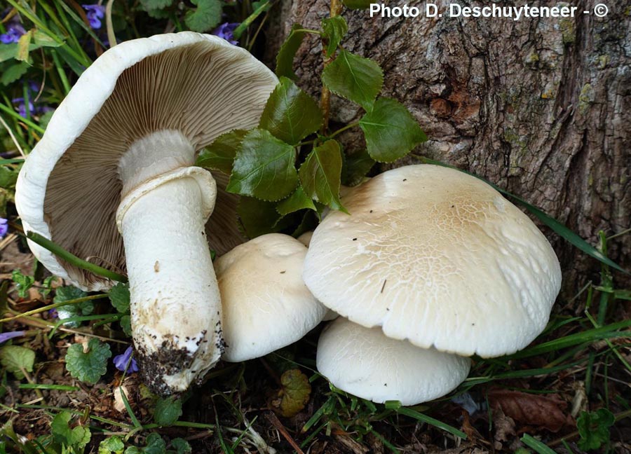 Agrocybe cylindracea