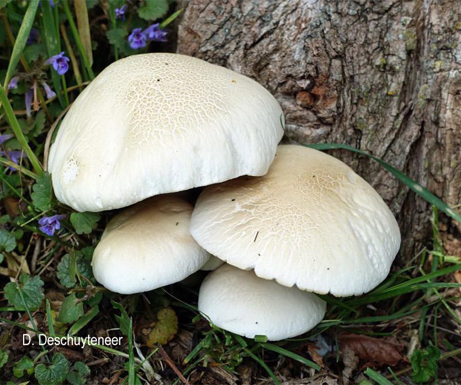 Agrocybe cylindracea