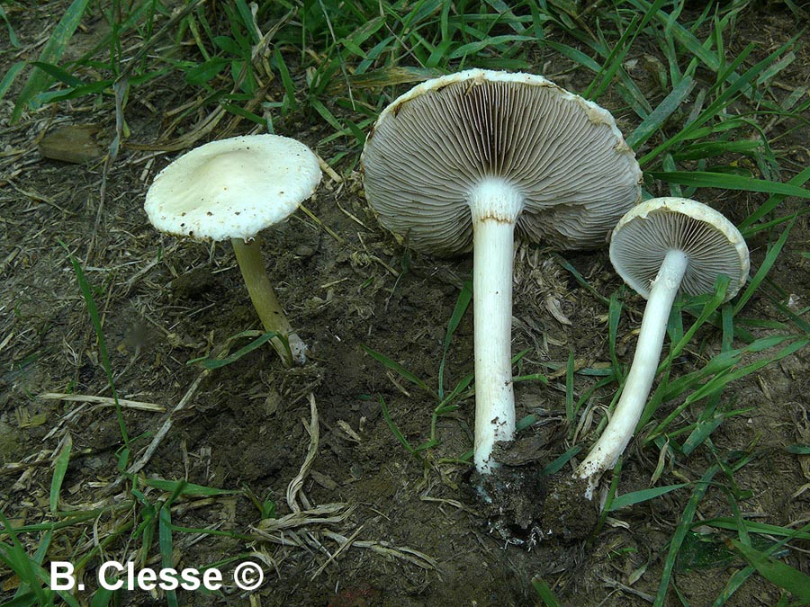 Agrocybe dura (Agrocybe molesta)