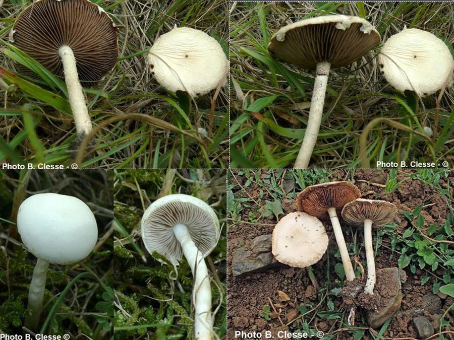 Agrocybe dura (Agrocybe molesta)