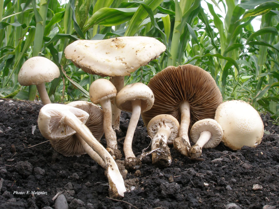 Agrocybe dura (Agrocybe molesta)