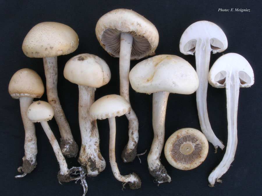 Agrocybe dura (Agrocybe molesta)