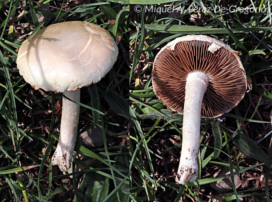 Agrocybe dura (Agrocybe molesta)