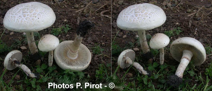 Agrocybe dura (Agrocybe molesta)