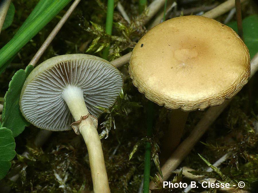 Agrocybe elatella