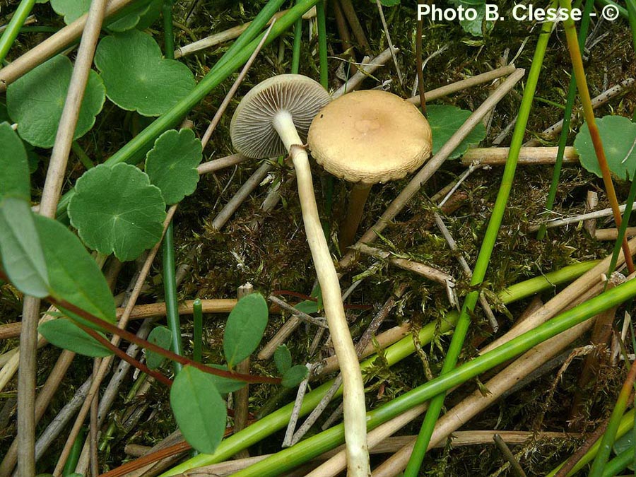 Agrocybe elatella