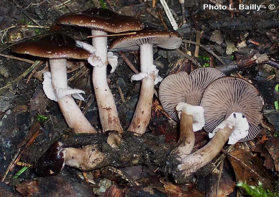 Agrocybe erebia