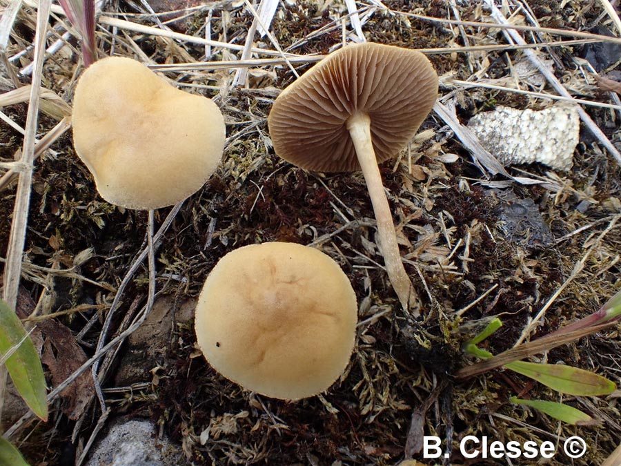 Agrocybe ochracea