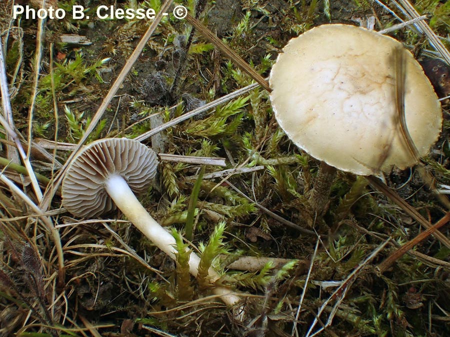 Agrocybe ochracea