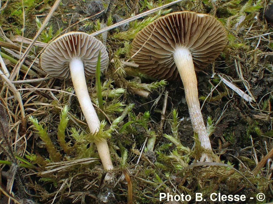 Agrocybe ochracea