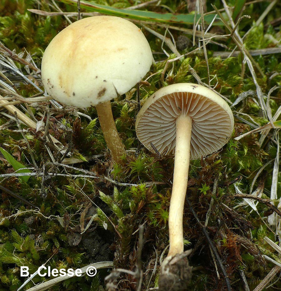 Agrocybe pediades