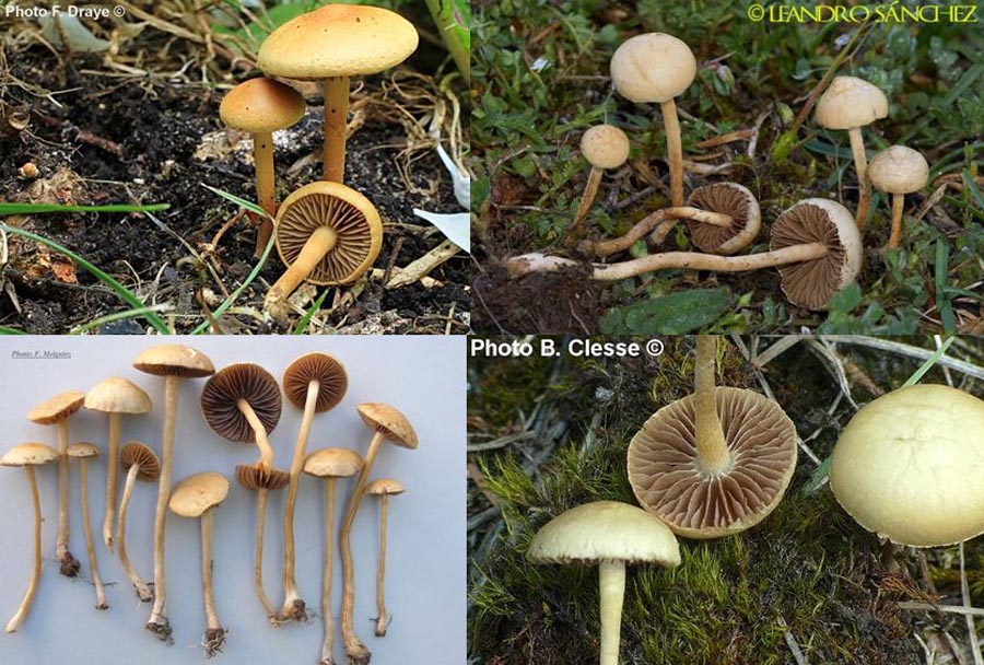 Agrocybe pediades